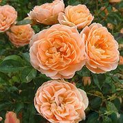 Lotus Orange Rose Seeds