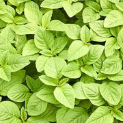 Edible Green Amaranth Seeds