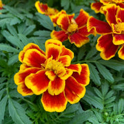 Durango Bee Marigold Seeds