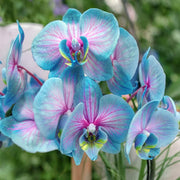 Blue and Pink Orchid Seeds