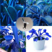 Venus Fly trap Blue Exotic Seeds, Herbal