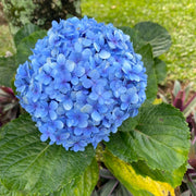 Blue Hydrangea Seeds