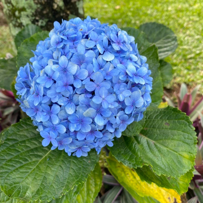 Blue Hydrangea Seeds