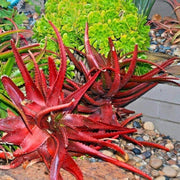cameronii Aloe Seeds, Herbal