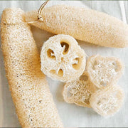 Aegyptiaca Luffa Seeds