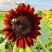 Red Sunflower Seeds