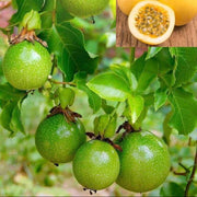 Passiflora incarnata Green Passion Seeds