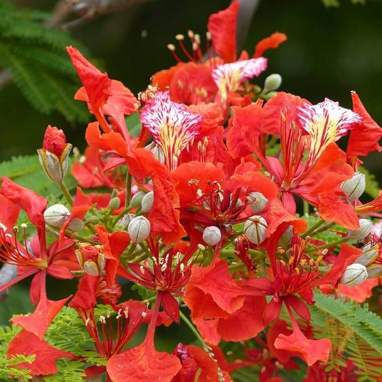 Delonix regia Royal Poinciana Seeds