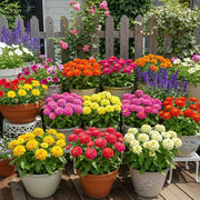 Vibrant Blooms Zinnia Seeds