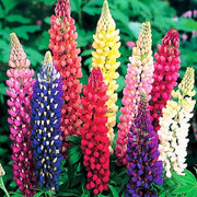 Wildflower Mix Lupine Seeds