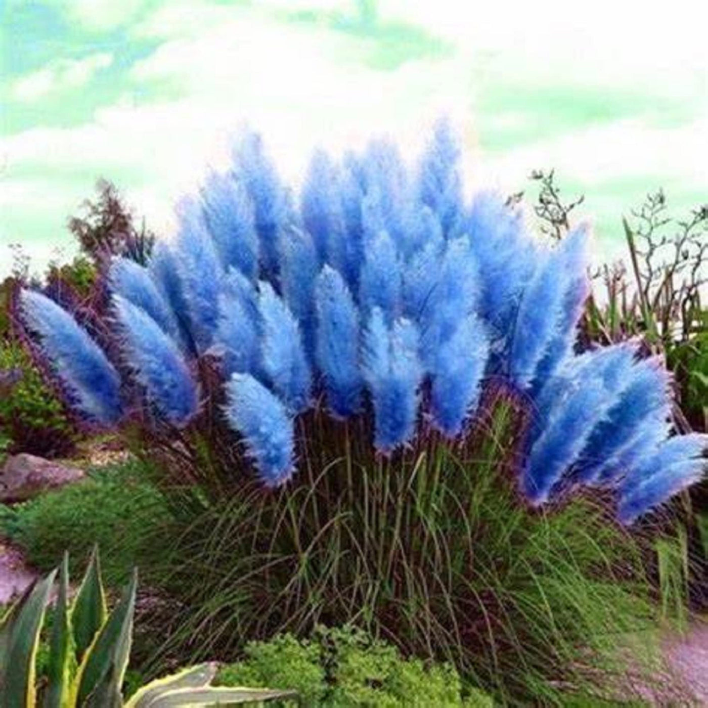 Blue Pampas Seeds, Herbal