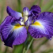 Elegant Japanese Iris Seeds