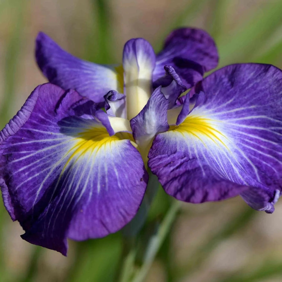 Elegant Japanese Iris Seeds