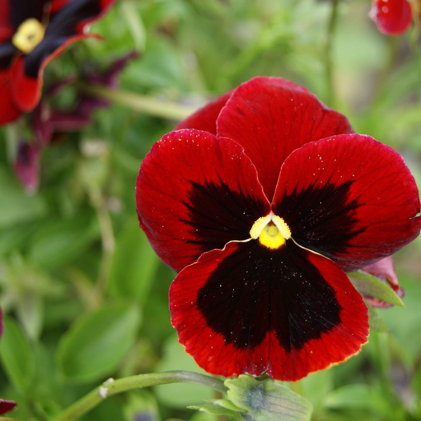 Alpenglow Pansy Viola Seeds