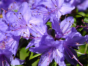 Blue White Azalea Seeds