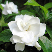 Fragrant Ornamental Jasmine Seeds