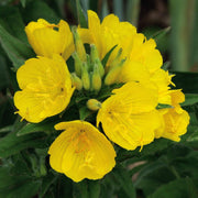 Evening Primrose Oenothera Biennis Seeds