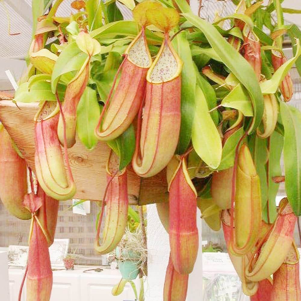 Giant Monkey Cup Seeds