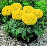 Lemon Yellow Marigold Seeds