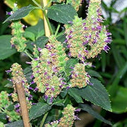 Java Indian Patchouli Seeds, Herbal