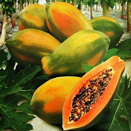 Sunrise Sweet Strawberry Papaya Seeds