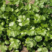 Coriandrum sativum Coriander Seeds, Herbal