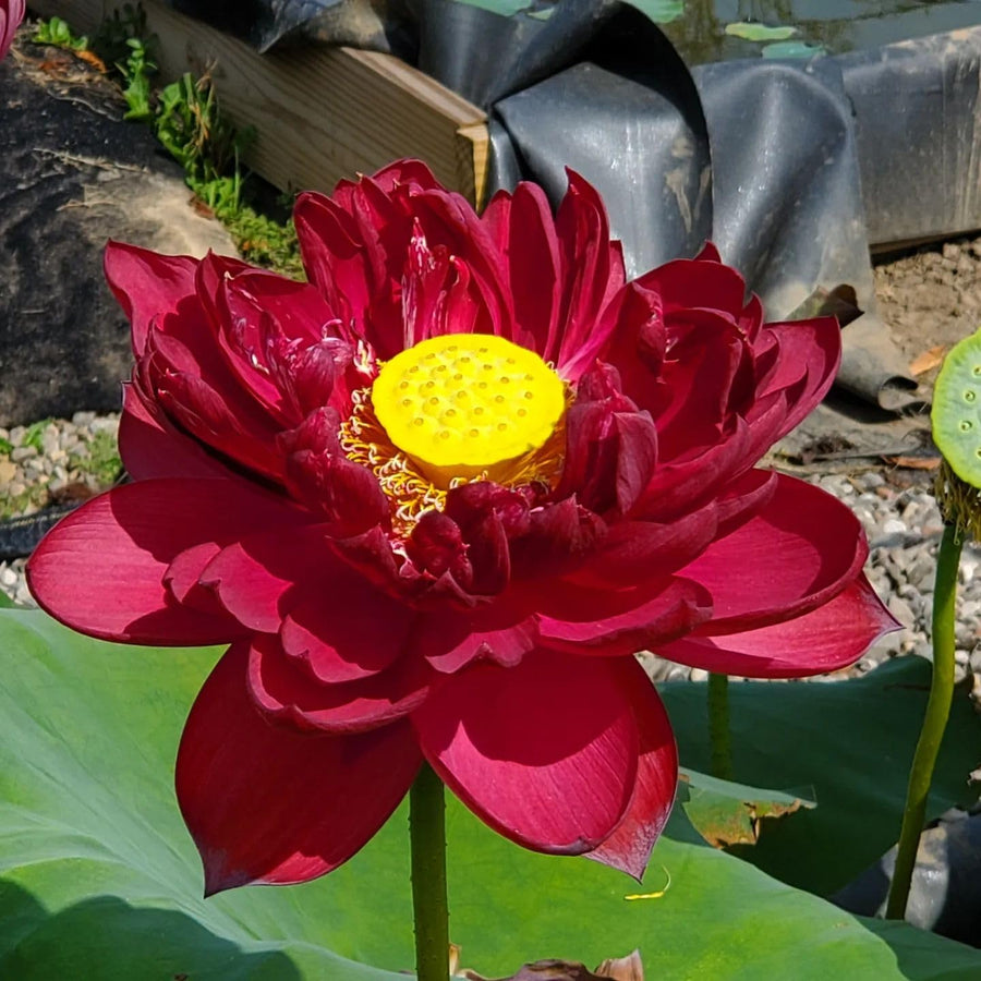Red Sacred Lotus Seeds