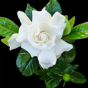Fragrant Ornamental Jasmine Seeds