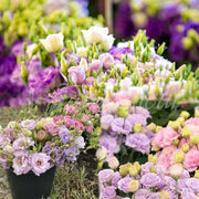 Bright and Bold Lisianthus Seeds