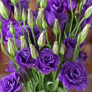 Long Lasting Lisianthus Seeds