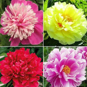 Mixed Colors Peony Seeds