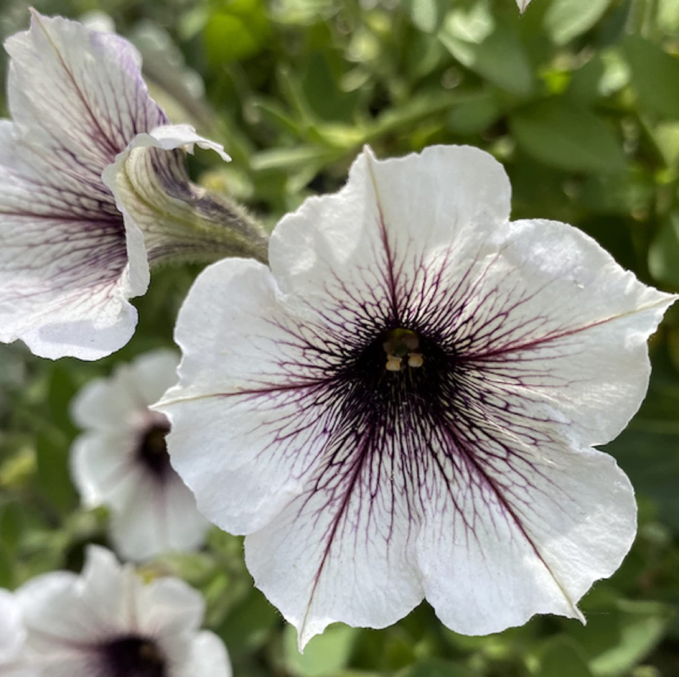 Petunia Seeds, Black and White