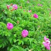 Kartoffelrose Rosa rugosa Seeds