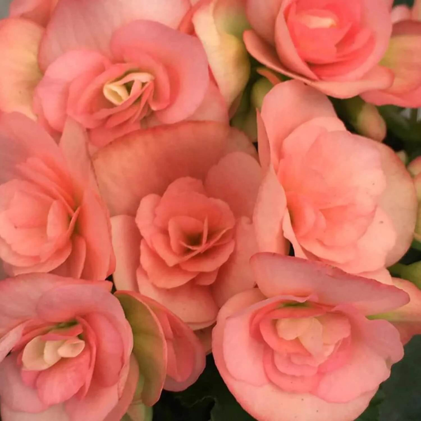 Compact Pink Rieger Begonia Seeds