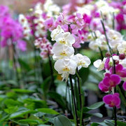 Rainbow Phalaenopsis Orchid Seeds