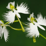 Fringed Habenaria White Egret Orchid Seeds