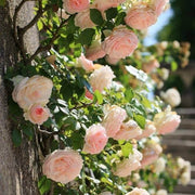 Cream Climbing Rosa spp. Seeds