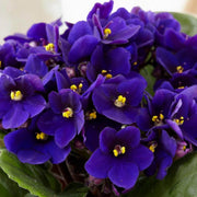Heirloom African Violet Seeds