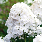 White Phlox Seeds
