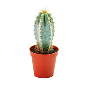 Blue Columnar Cactus Pilosocereus Pachycladus Seeds, Herbal