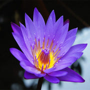 Lotus Seeds - for Home Gardens Seeds