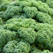 Borecole Winterbor Kale Seeds