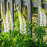 White Lupine Seeds