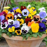 Bright Mexican Pansy Seeds