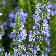 Aromatic Rosemary Seeds, Herbal