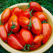 Speckled Roma Tomato Seeds