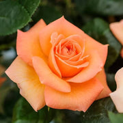 Light Orange Rose Rosa spp. Seeds
