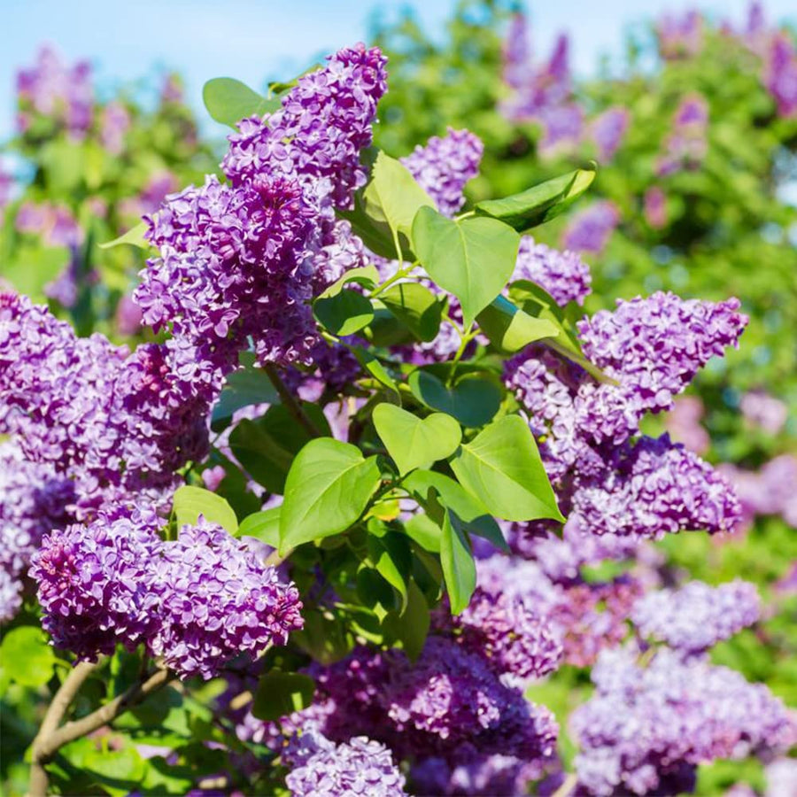 Japanese Tree Purple Lilac Seeds