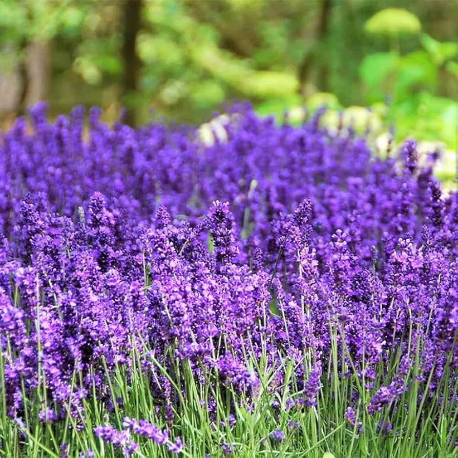 Lavender Seeds - Herbal Plant For Home Gardens Seeds