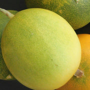 Dosakai Melon Seeds